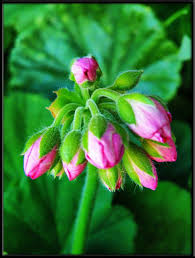 Pin On Just Flowers In Memory Of My Mother
