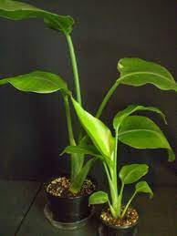 Maybe you would like to learn more about one of these? Plants Are The Strangest People King And Queen Strelitzia Nicolai And S Reginae