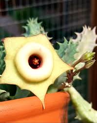 Image result for Huernia volkartii
