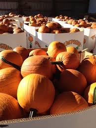 All of the mini pumpkin seed varieties listed here range in size from 6 oz. Wholesale Pumpkins By The Bin