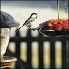 Backyard Birds Of Northern Illinois Backyard Naperville Illinois Home Pictures Backyard Bird Feeders