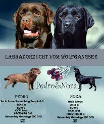 labradorzucht vom wolfgangsee labrador zuchter osterreich labrador arbeitshunde labrador retriever