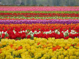 Le Bloc Note Tulip Fields Tulip Fields Field Wallpaper Flower Field