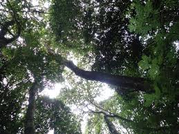 Image result for Pouteria adolfi-friedericii