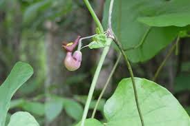 Serpentaria), woolly dutchman's pipe ( a. The Pipevine Swallowtail Butterfly And Its Native Host Plants Virginia Native Plant Society