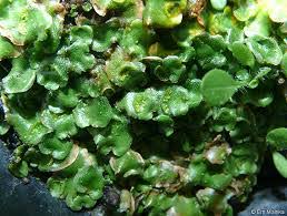 7 Ciri Klasifikasi Tumbuhan Lumut Bryophyta Lumut Hati Daun Dan Tanduk Beserta Gambarnya Ranking Kelas