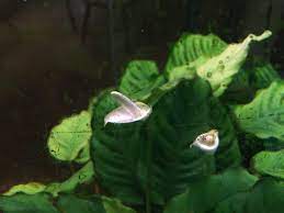 We did not find results for: My Aquarium Plant Is Blooming Underwater Mildlyinteresting