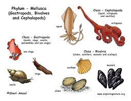 phylum mollusca gastropods bivalves cephalopods