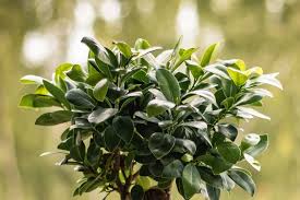Image result for Ficus demeusei