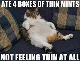 Memes, animal memes, cat memes, pet memes. Funny Cat Memes Of The Day 43 Pics Ep23 Cat Catmemes Lovely Animals World Cat Memes Clean Cute Cat Memes Warrior Cat Memes