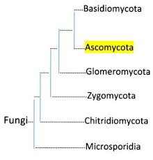 False Morel Classification