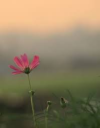 Cosmos At Dawn By Jun Okada In 2021 Nature Cosmos Background