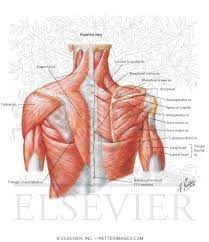 The anterior deltoid supraspinatus, infraspinatus, ters minor,.et), using interactive animations and labeled diagrams. Shoulder Muscles