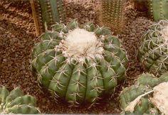 Many columnar cacti have adapted to be perlite is the best way to avoid compaction and provide aeration in your soil. 270 Cacti For Tucson Sunset Zone 12 Ideas Tucson Sunset Zone 12 Cactus