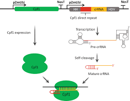Hypothesized that cpf1 might represent a functional crispr nuclease that could be adapted for genome editing. Crispr Cpf1 Expression System Cpf1 And Crrna Are Under The Control Of Download Scientific Diagram