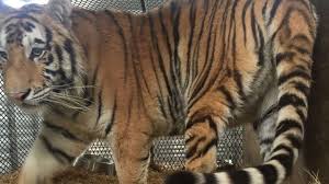 Cuevas allegedly fled the scene with the tiger. Caged Tiger Discovered In Abandoned Houston Home By Marijuana Smoker Abc News