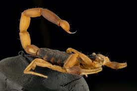 The georgia scorpions is an extension of the. All About Scorpions Are They Dangerous Where They Live And More