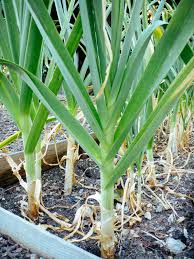 Planting garlic seed vs garlic bulbs. The Trick Of Knowing When To Harvest Garlic Garden Betty