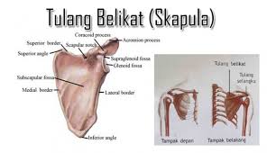 11 obat sakit tulang ngilui dan pegal kimia maupun alami yang bisa dikonsumsi untuk mengatasi obat sakit tulang lainnya yang bisa digunakan adalah lengkuas. Tulang Belikat Pengertian Fungsi Strukturnya Lengkap