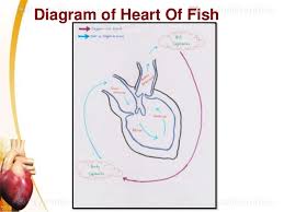 A look inside spectacularly preserved fish fossils reveals paleontologists can use these fossils to study changes in cardiac morphology over millions of years. Heart