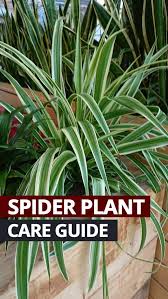 Can a spider plant survive outside. Spider Plant Chlorophytum Comosum Guide Our House Plants
