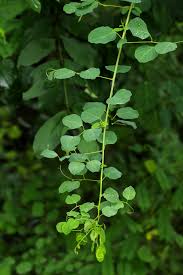 Image result for Helinus