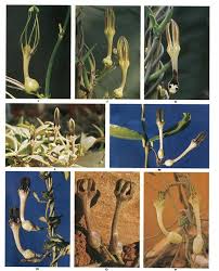 Image result for Ceropegia meyeri-johannis