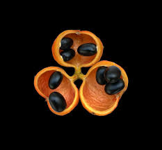 Image result for Sterculia appendiculata