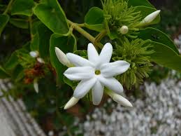 If you're trying to coax a little tropical variety into your outdoors space, you'll definitely want to consider jasminum sambac! 14 Types Of Jasmine Flowers 2 And 5 Smell The Best