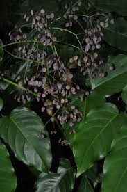 Image result for Polyscias fulva