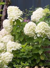 Prune your limelight hydrangea tree in fall or spring, before new growth emerges. Hydrangea Little Lime Bluestone Perennials