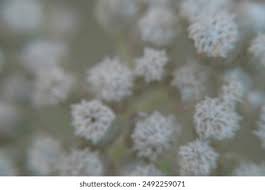 Image result for Helichrysum panduratum