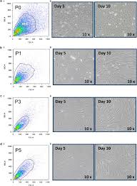 We did not find results for: Identification Of Mesenchymal Stromal Cells In Human Lung Parenchyma Capable Of Differentiating Into Aquaporin 5 Expressing Cells Laboratory Investigation