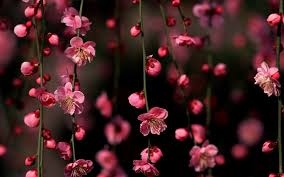 Download Free Fire Wallpaper Sakura Free for commercial use no attribution required high quality images. download free fire wallpaper sakura