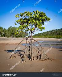 Image result for Bruguiera