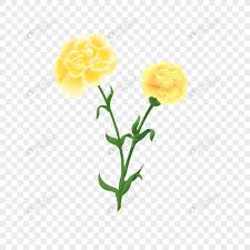 Yellow Carnation Png Image Picture Free Download 401720607 Lovepik Com Common daisy yellow transvaal daisy cut flowers, flower png. yellow carnation png image picture free