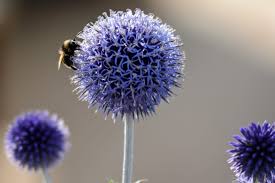 Image result for Echinops hoehnelii