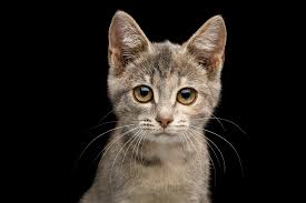 Fortunately, we've seen great advancements in medicine over the years, which allow veterinarians to diagnose and treat cancer with greater success. Diarrhoea In Cats Elwood Vet