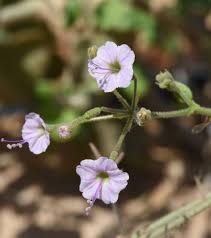 Image result for Commicarpus grandiflorus