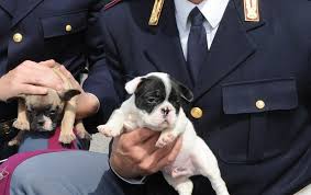 Finalmente il cucciolo è tra noi. Bergamo Traffico Illecito Di Cuccioli Di Cane Sequestrati 150 Animali In 6 Mesi Cronaca Bergamo