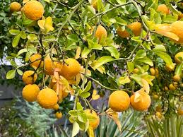 Image result for Citrus trifoliata