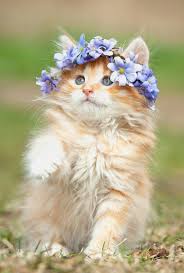 Flower Kitty Kittens Cutest Baby Animals Animals