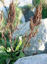 Image result for Rumex