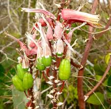 Image result for Aloe mossurilensis