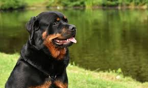 Choose from over 5,000 female dog names to find the perfect fit. 100 Rottweiler Names Ideas For Unique Strong Dogs Doggie Designer