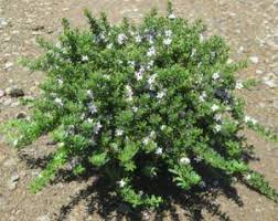 Image result for Myoporum