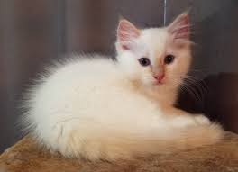 4.8 out of 5 stars. Rosesrags Ragdoll Kittens Bred For Lovability Home