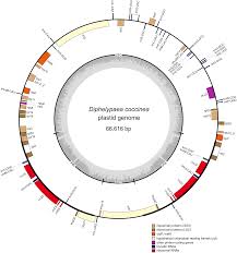 Image result for Pilostyles aethiopica
