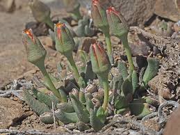 Image result for Hereroa