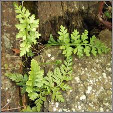 Image result for Asplenium adiantum-nigrum